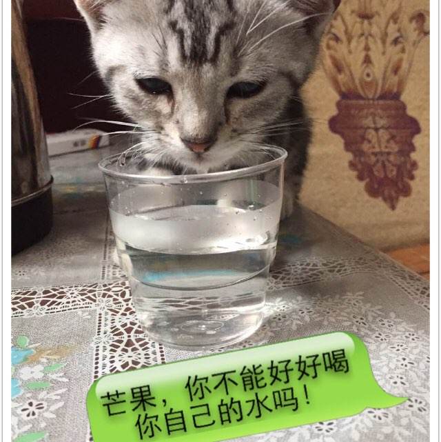 仿制假孟加拉国签证